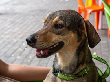 Yeşil Sülüklü Mutlu Bir Köpeğin Portresi Kadın Elleriyle Dışarıda Oynuyor