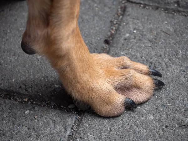Kahverengi Köpek Ayağı Beton Döşemede Yürüyor