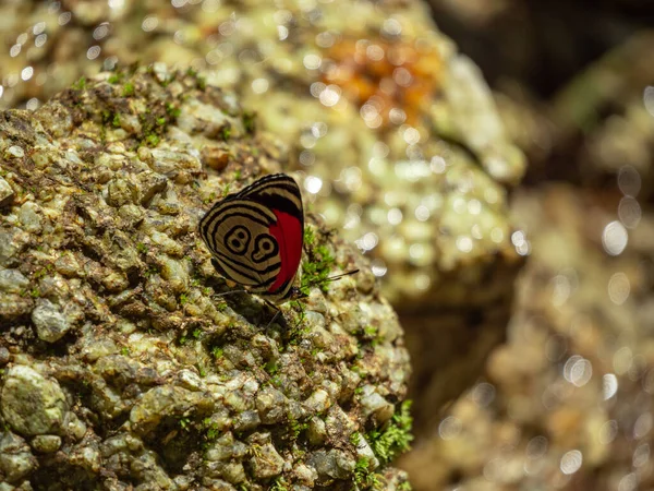 Cramer Eighty Night Diaethria Clymena Black Red Butterfly Resting Rocks — Fotografia de Stock