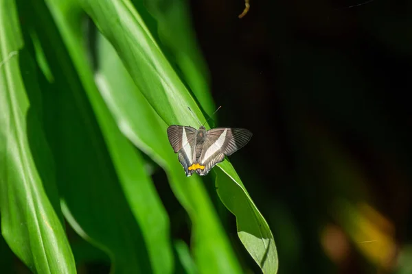 Farfalla Marrone Gialla Atarnes Sallei Appoggiata Sulle Piante — Foto Stock