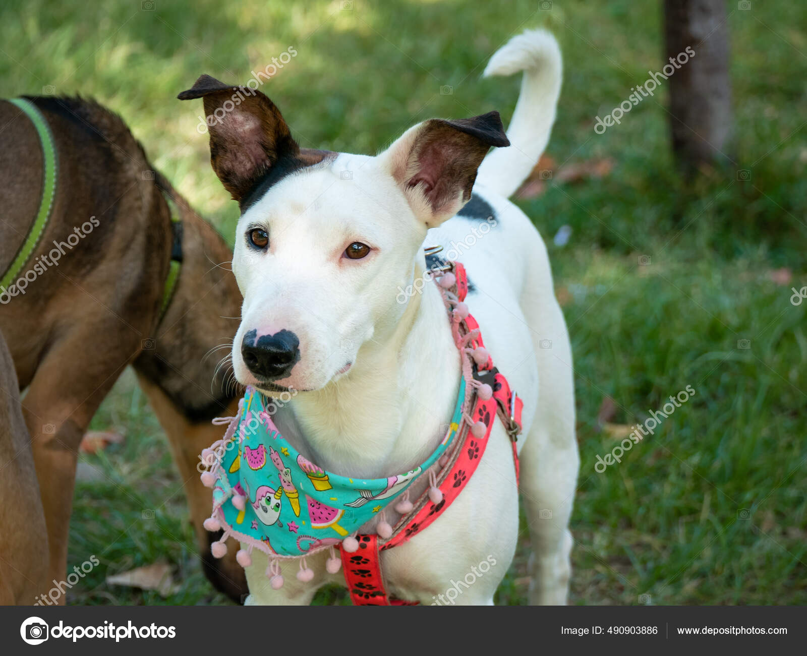 Seekor Anjing Kampung Berjalan Kaki Menuju Taman Umum Medellin