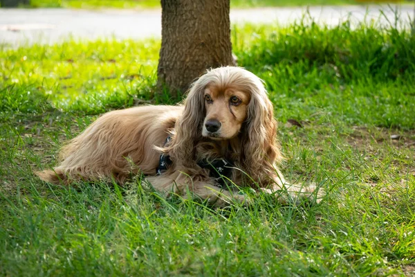 Cocker Mongrel Dog Est Ennuyeux Fatigué Dans Jardin Public Medellin — Photo