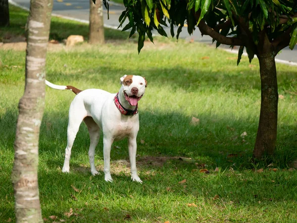 American Pitbull Terrier Dog Happy Walking Public Park Medellin Colombia — Stock Photo, Image