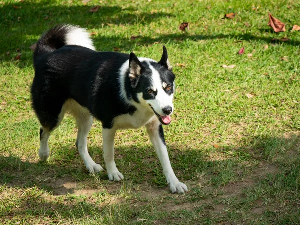 Mongrel Border Collie Dog Gelukkig Wandelen Het Openbaar Park Medellin — Stockfoto