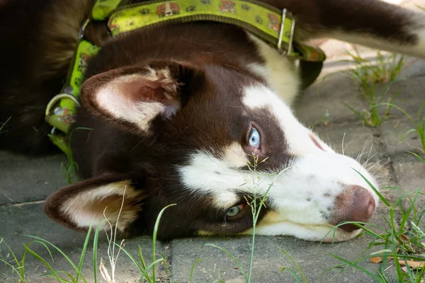 Husky Siberiano Está Cansado Con Cabeza Descansando Suelo Parque Público —  Fotos de Stock
