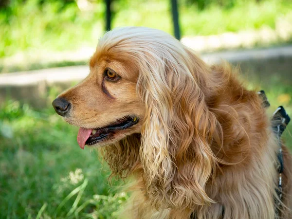 Cocker Mongrel Dog Happy Public Garden Medellin Colombia — Stock Photo, Image