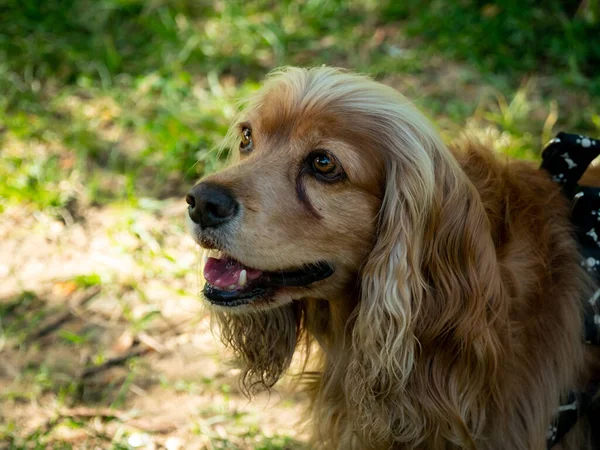 在哥伦比亚麦德林的公共花园里 蒙格雷犬很快乐 — 图库照片