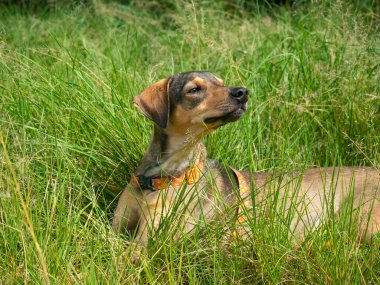 Mutlu Melez Kahverengi Köpek Medellin, Kolombiya 'daki Halk Parkının Yeşil Çimlerinde Oynuyor