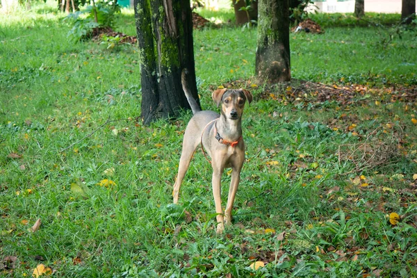 Szczęśliwy Kundel Brązowy Pies Bawiący Się Zielonej Trawie Parku Publicznego — Zdjęcie stockowe