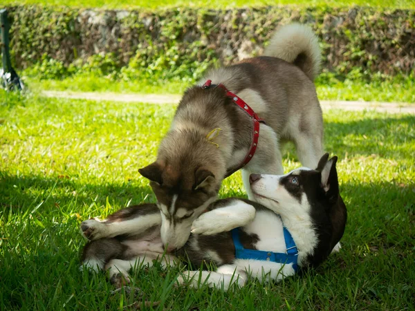 Siberian Husky Happy Walking Public Park Medellin Colombia — Stock Photo, Image