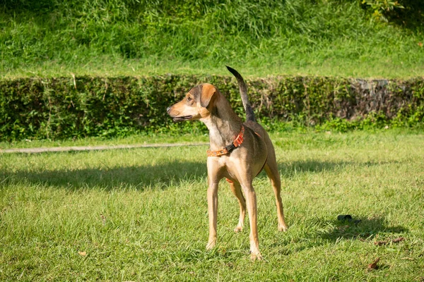 Happy Mongrel Brown Dog Jugando Hierba Verde Del Parque Público — Foto de Stock