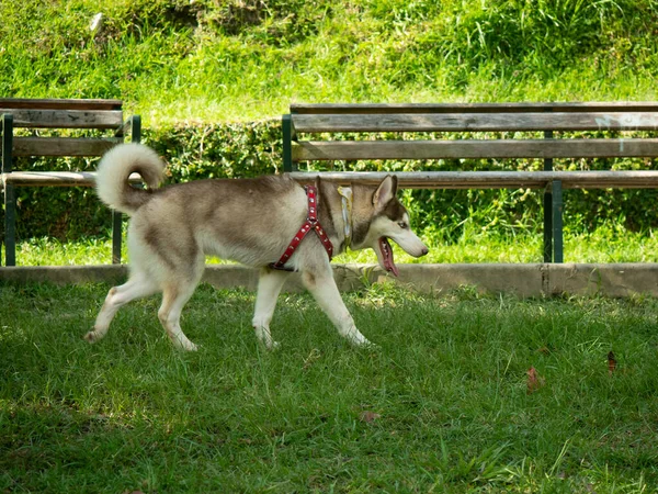 Husky Siberiano Feliz Caminando Parque Público Medellín Colombia —  Fotos de Stock