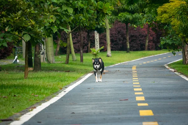 Mongrel Border Collie Dog Gelukkig Wandelen Het Openbaar Park Medellin — Stockfoto