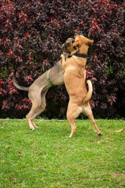 Medellin, Kolombiya 'daki halk parkında birbirini ısıran iki melez köpek.