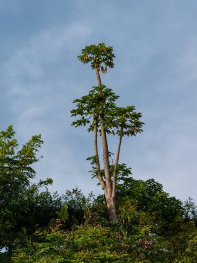 Carica Papaya, yaygın olarak yetiştirilen Papaya, ayrıca Papaw veya Pawpaw olarak da bilinir, Kolombiya 'nın Medellin şehrinde güneşli bir günde tropikal meyve bitkisi.