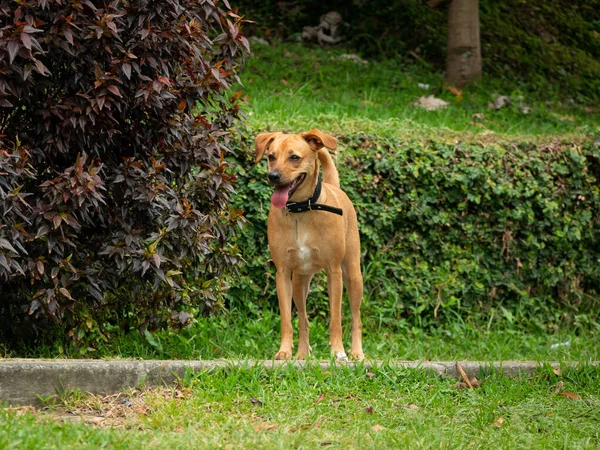 Happy Mongrel Dogs Black Pet Collar Está Pie Parque Público — Foto de Stock