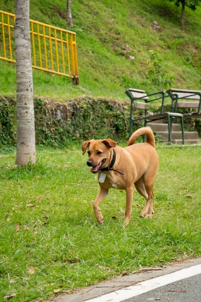 Happy Mongrel Dogs Black Pet Collar Está Caminando Parque Público — Foto de Stock