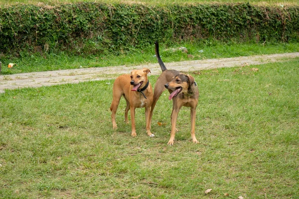 Dos Perros Mestizos Felices Jadeando Parque Público Medellín Colombia — Foto de Stock