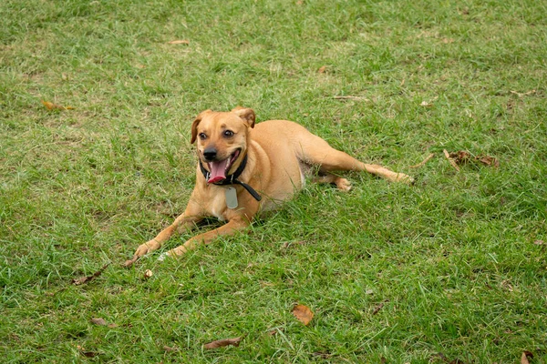 Happy Mongrel Dogs Black Pet Collar Sitting Grass Public Park — Stock Photo, Image