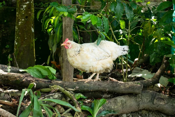 Fehér Csirke Menekülés Bokrok Mögé Amaga Ban Antioquia Kolumbia — Stock Fotó