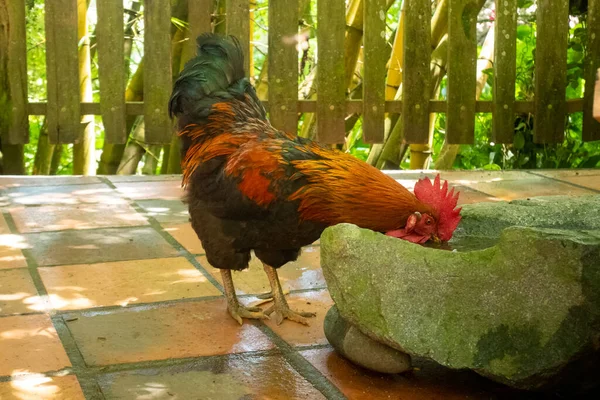 Brown Rooster Drinks Water Stone Sprue Yard Amaga Antioquia Colombia — стокове фото
