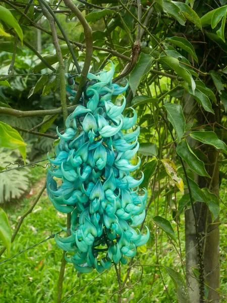 Fleur Turquoise Communément Connue Sous Nom Jade Vine Emerald Vine — Photo