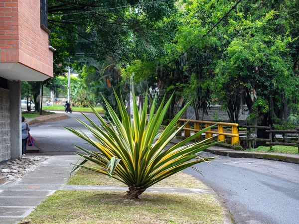 Grote Plant Met Lange Groene Gele Bladeren Een Plantenbak Voor — Stockfoto