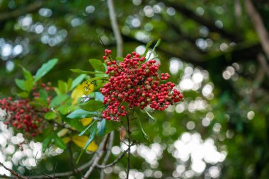 Rose Pepper (Schinus terebinthifolia) Knows as Brazilian Peppertree, Aroeira, Broadleaved Pepper Tree, Wilelaiki, Christmasberry tree and Florida Holly in Medellin, Colombia clipart
