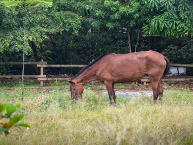 Medellin, Kolombiya 'daki bir parkın yakınındaki çayırda At Yiyen Çimen