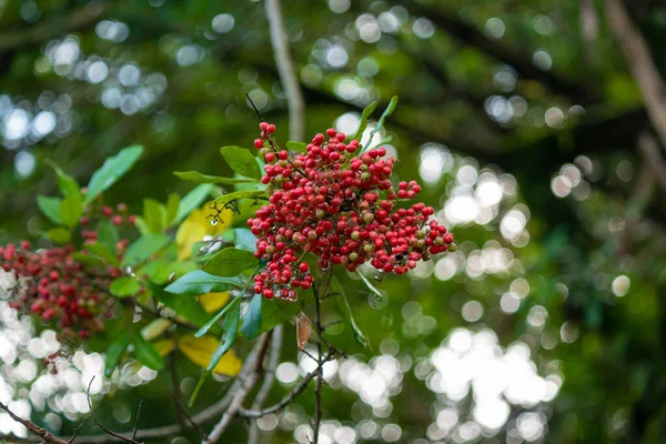 Rose Pepper (Schinus terebinthifolia) Knows as Brazilian Peppertree, Aroeira, Broadleaved Pepper Tree, Wilelaiki, Christmasberry tree and Florida Holly in Medellin, Colombia