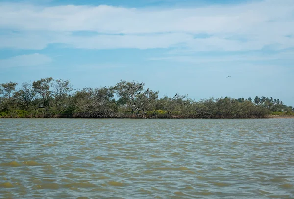 Manglar Negro Avicennia Germinans Arbusto Pequeño Árbol Con Pájaros Que — Foto de Stock