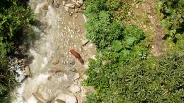 Amaga, Kolombiya 'da güneşli bir günde Askı Köprüsü Altındaki Nehirde Kahverengi İnek