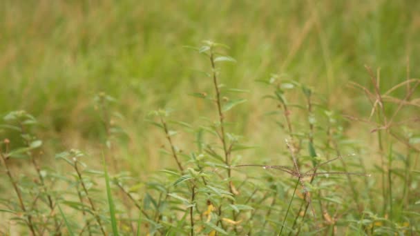 Pijlblad Sida Sida Rhombifolia Plant Die Het Paard Eet — Stockvideo