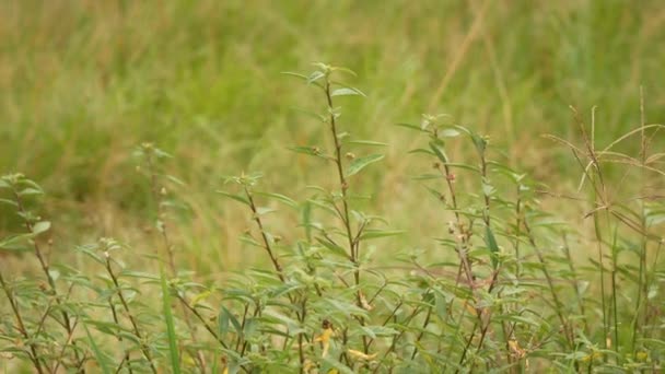 Pijlblad Sida Sida Rhombifolia Plant Die Het Paard Eet — Stockvideo