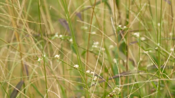 緑の草原の間の白い花 Syngonanthus Flavidul — ストック動画