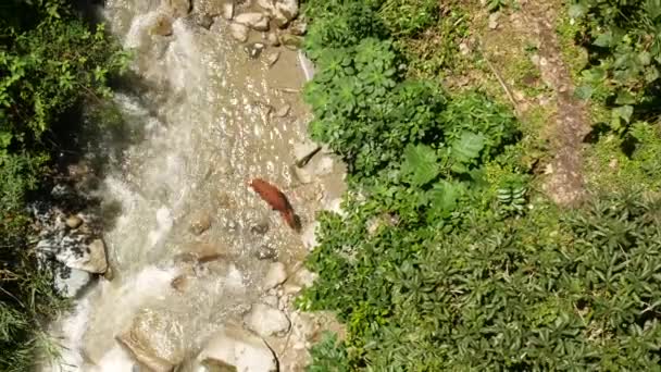 Amaga Kolombiya Güneşli Bir Günde Askı Köprüsü Altındaki Nehirde Kahverengi — Stok video