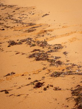 Taroa Dunes, La Guajira, Kolombiya 'daki kumsalın kıyısında yosunlar.