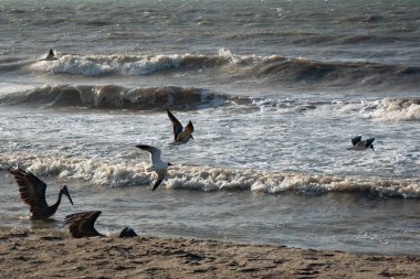 Kahverengi pelikanlar (Pelecanus occidentalis) ve martılar Riohacha, La Guajira, Kolombiya 'da Sunset' te deniz kıyısında uçuyor ve yüzüyorlar.
