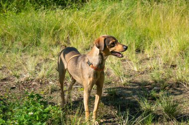 Medellin, Kolombiya 'daki Yeşil Bahçede Mutlu Melez Köpek Oynuyor
