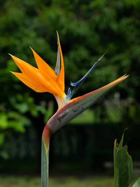 Crane Flower Bird Paradise Strelitzia Reginae Λουλούδι Που Μοιάζει Πουλί — Φωτογραφία Αρχείου