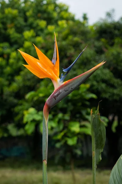 Crane Flower Bird Paradise Strelitzia Reginae Λουλούδι Που Μοιάζει Πουλί — Φωτογραφία Αρχείου