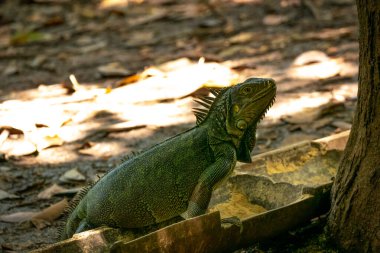 Yeşil İguana (Iguana Iguana) Büyük Bitkisel Kertenkele Medellin, Kolombiya 'da