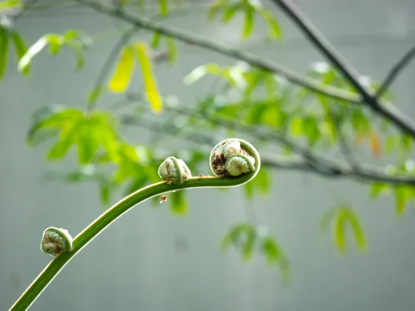 Fern Unrolling Young Green Frond Garden Medellin Colombia — 스톡 사진