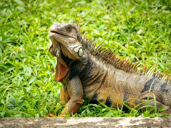 Iguana Verde Iguana Iguana Grande Lagarto Herbívoro Fitando Grama Jardim — Fotografia de Stock