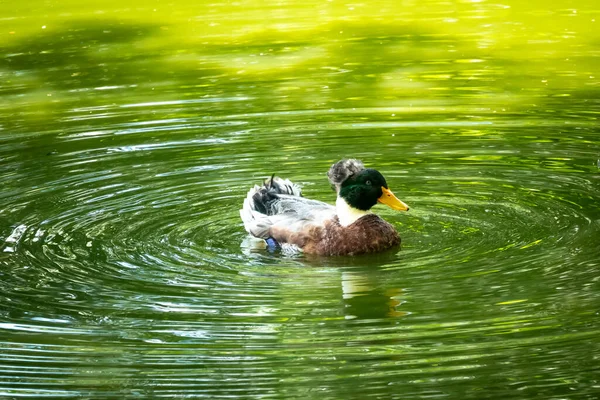 Pato Mallard Jovem Adulto Anas Platyrhynchos Está Nadando Lago Verde — Fotografia de Stock