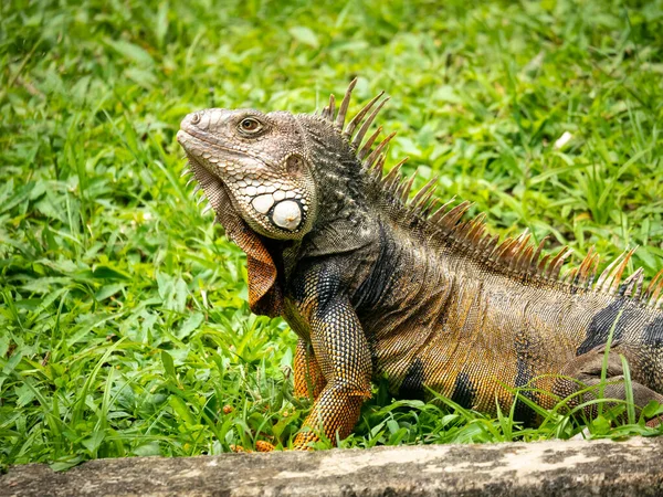 Zelená Iguana Iguana Iguana Velká Býložravá Ještěrka Zírající Trávu Zahradě — Stock fotografie