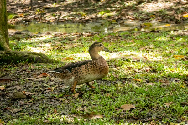 Brown Duck Close Shot Walking Green Grass Medellin Colombia — Stock Photo, Image