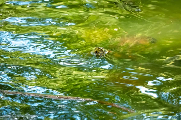 Red Footed Tortoise Chelonoidis Carbonarius Species Northern South America Swimming — Stock Photo, Image