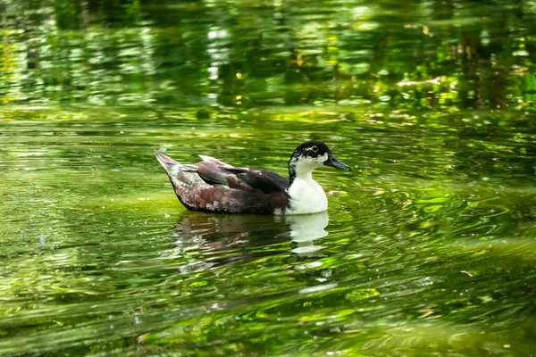 Canard Blanc Brun Nageant Dans Lac Vert Medellin Colombie — Photo