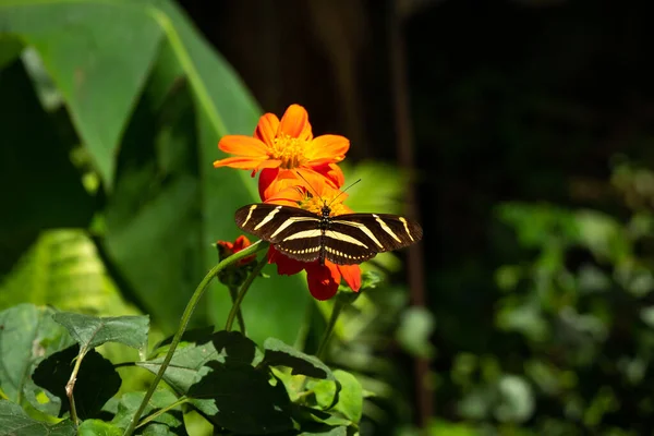 Der Zebra Langflügel Heliconius Charithonia Ist Ein Schmetterling Der Auf — Stockfoto